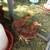 🐔Young hens🥚 4 thumbnail