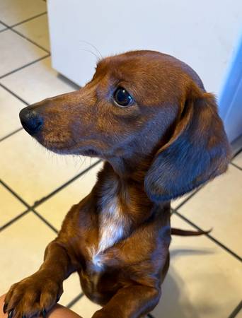 10 year Dachshund 1