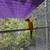 Sun conure 3 thumbnail