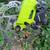 Electric Lime Scott SUB Speed 30 Commuter Hybrid Bike (Size L) 11 thumbnail