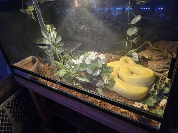 Burmese python rehoming 1