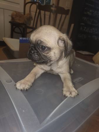 5 pugs pug 4 machos 1 hembra (Tacoma)64032525152258122