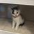 kitten 2 thumbnail