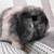 Holland Lop Bunnies Born 8/20/25 1 thumbnail