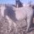Grade Horses 2 thumbnail