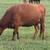 cow & calf pair 2 thumbnail