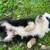 Mini Australian shepherds 2 thumbnail