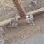 Chukar partridge 2 thumbnail