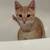 Kitten for rehoming 1 thumbnail