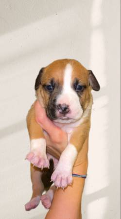 Amstaff pups (Mobile Al)63920391335682120