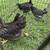 Pullets 3 thumbnail