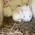 Small Rabbitry 11 thumbnail