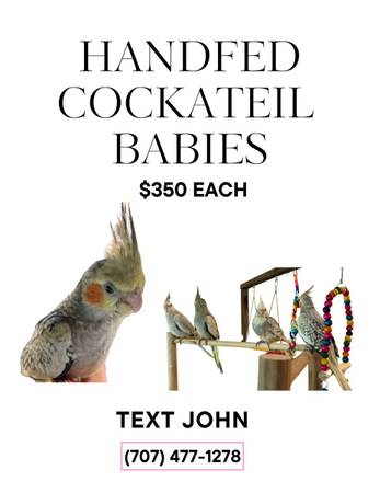 Cockatiels 1