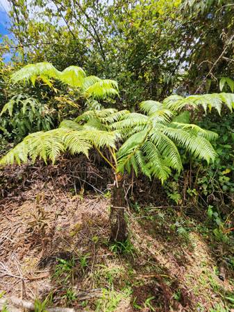Hapu'u Ferns. Multiple sizes ranging from 2ft-8ft. 1
