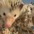 Young hedgehog for sale 4 thumbnail