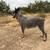 Ckc Blue Heeler 2 thumbnail