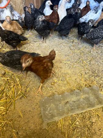 Chicks Hens Pullets 1