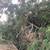 Tree cutting services 4 thumbnail