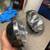 Chevy headlight buckets with bulbs 5 thumbnail