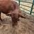 Santa Gertrudis bull 1 thumbnail