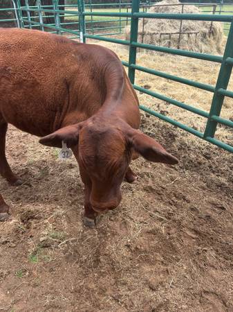 Santa Gertrudis bull 1