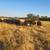 Gentle Bred Cows 5 thumbnail