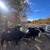 Bred cows 2 thumbnail