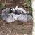 Mixed Flock Straight Run Chickens 3 thumbnail