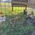 Silkie Chicks 5 thumbnail
