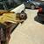 Russian tortoise 6 thumbnail