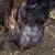 Chickens and turkeys 2 thumbnail