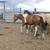 yrlg grade paint colt / horse 3 thumbnail