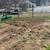 Garden Tilling Services and More 10 thumbnail