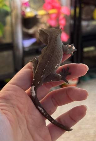 Axanthic Crested Geckos63952291077378121