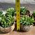 Plants-$5 each 2 thumbnail