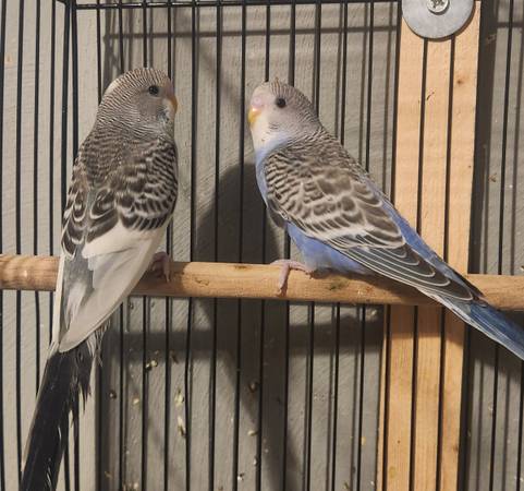 Male baby parakeets 1