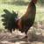 Game chickens 3 thumbnail