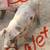 BREEDING BOAR PIGLET FOR SALE 1 thumbnail