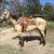 11yo Big, Stout Buttermilk Buckskin Gelding 4 thumbnail