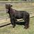 BLACK VERY TAME MINI HORSE STALLION 3 thumbnail