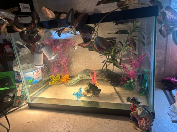 Turtle and tank63508026946435120