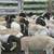 Doper sheep 4 thumbnail