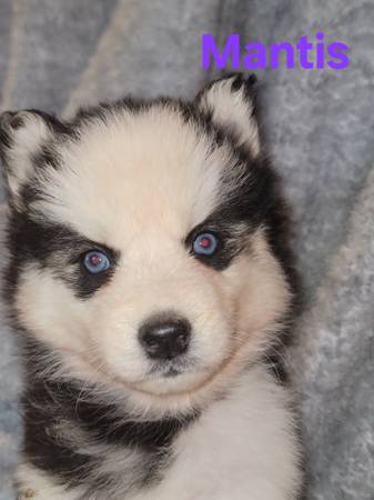 Husky puppies63690969880705120