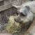 First Cutting Mixed Grass Hay Small Square Bales Baled Dry No Rain 2 thumbnail