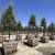 Fruitless Olive Trees -  Swan Hill Fruitless Olive 1 thumbnail