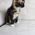 Rare  Tortoiseshell Kitten 2 thumbnail