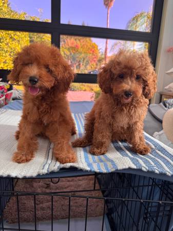 Toy poodle puppie (San Francisco)63477494160771123