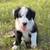 Border collies 4 thumbnail