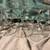 Aug 19 Set of 36 Fostoria Lead Crystal Glass Stemware Wedding gift 6 thumbnail