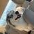 Young pomsky for rehoming 2 thumbnail